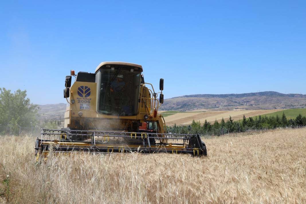 Altın Gibi Parlıyorlar: Bu Yıl Dönümünden 250-400 Kilo Hasat Bekleniyor 9